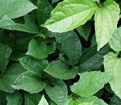 Ugu (Fluted Pumpkin Leaves)