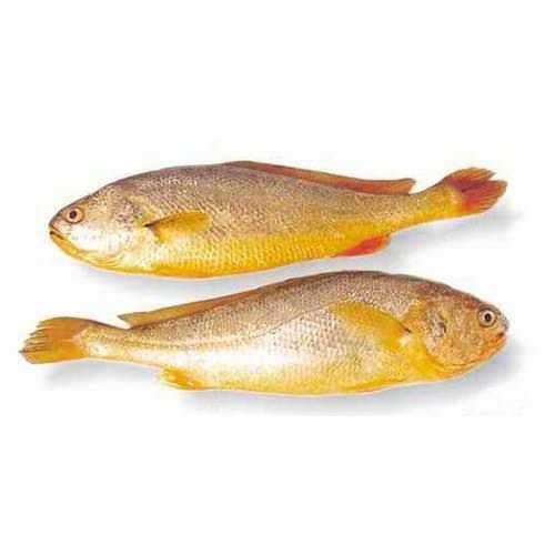Yellow Croaker